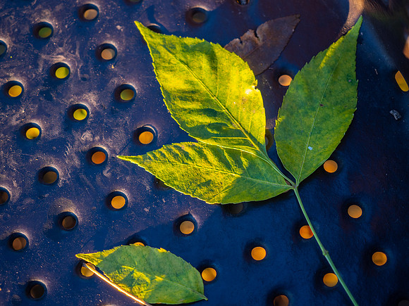 Harrison Elementary School, 5304 Hamilton Street, Omaha, Nebraska 10/15/2018